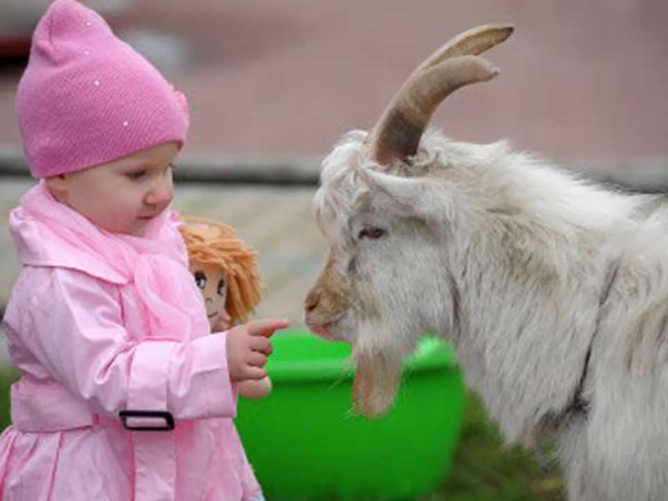 Petting Zoos thumbnail 5