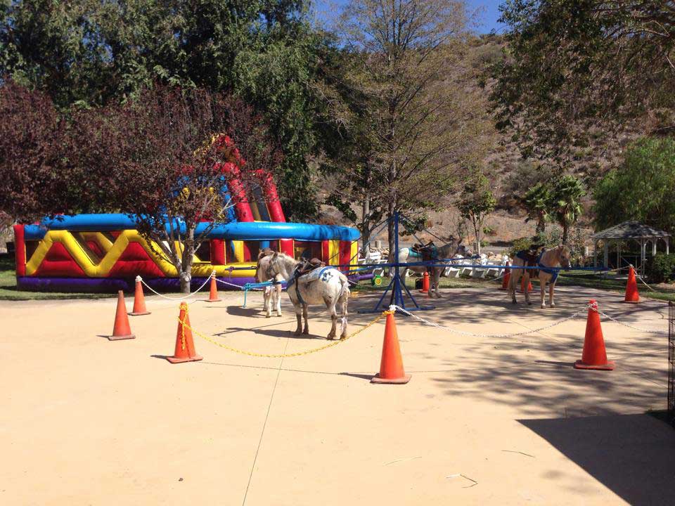 Pony Rides thumbnail 2