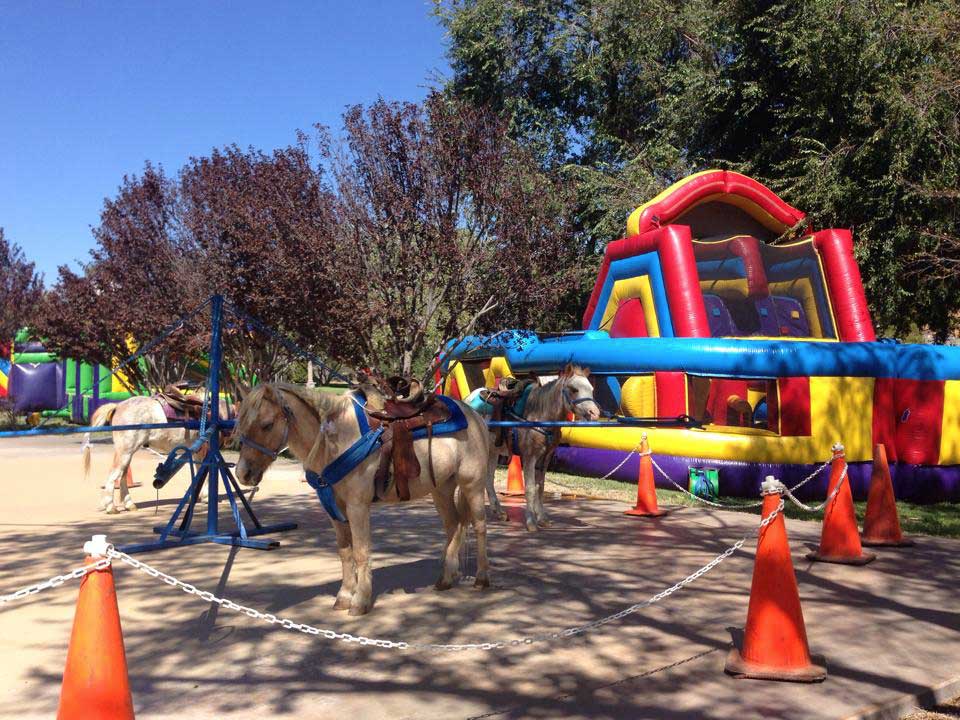 Pony Rides thumbnail 4