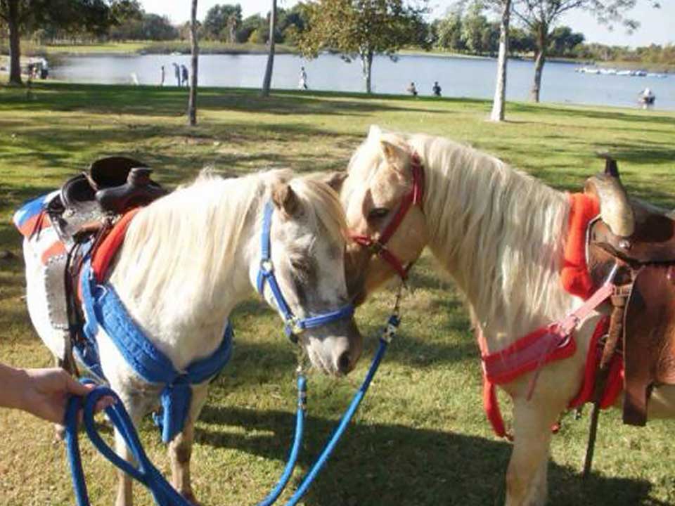 Pony Rides thumbnail 5