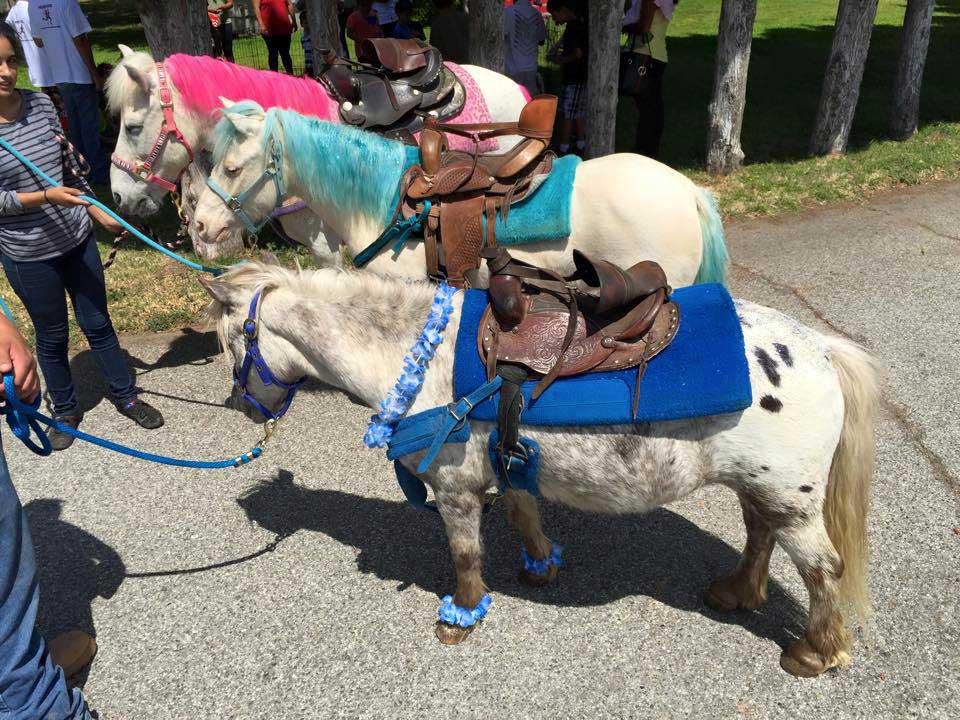 Pony Rides thumbnail 7