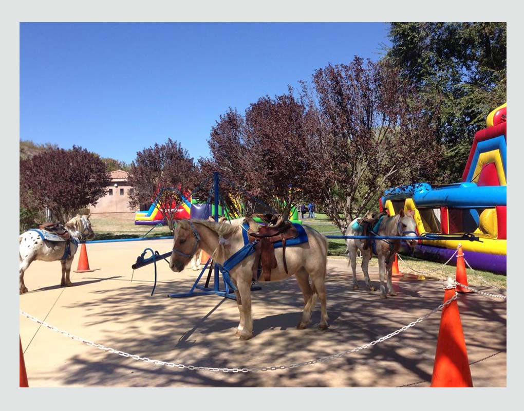 Pony Rides thumbnail 8